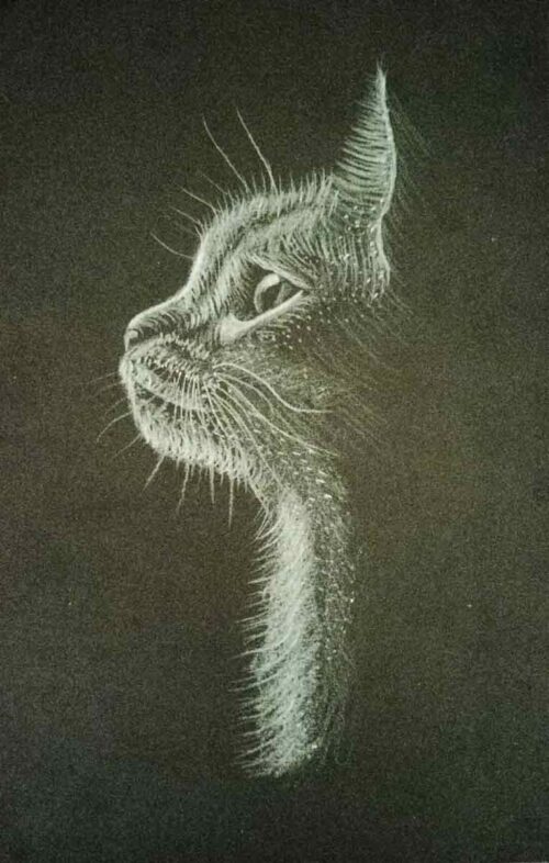 White Pencil Cat Sketch on Black Paper